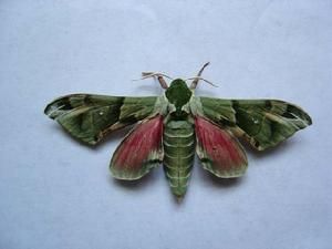 榆綠天蛾 榆綠天蛾