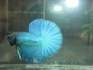 鬥魚圖片-世界名魚