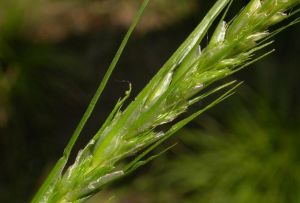 劉薹氏草 劉薹氏草