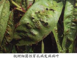 桃細菌性穿孔病 桃細菌性穿孔病