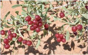 白刺果?fr=aladdin