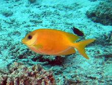 藍點狐狸[藍子魚科海水魚]