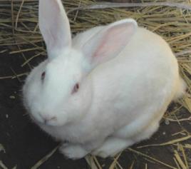 兔皮毛 兔皮毛