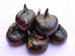 空心稈荸薺 空心稈荸薺