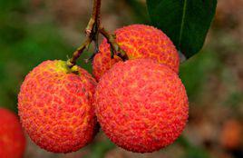 紅繡球[荔枝品種]