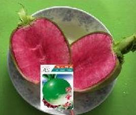 奇山滿堂紅水果蘿蔔 奇山滿堂紅水果蘿蔔