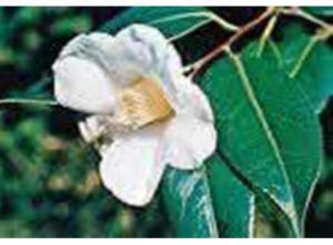 白絲毛紅山茶 白絲毛紅山茶