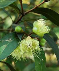倒披針葉蒲桃 倒披針葉蒲桃