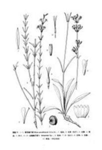 全緣蠅子草 全緣蠅子草