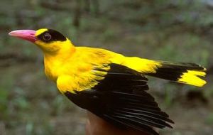 黑枕黃鸝菲律賓亞種 黑枕黃鸝菲律賓亞種