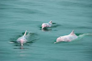 合浦儒艮自然保護區