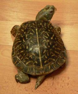 龜摩根氏變形桿菌