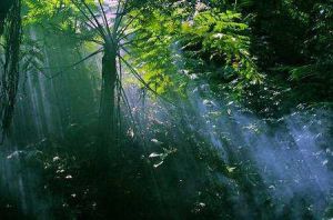 天井山林場 天井山林場