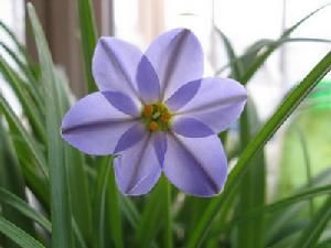 Ipheion 'RoIf Fiedler'