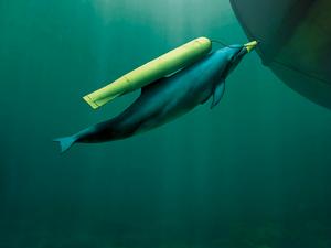 蘇聯海豚魚雷概念