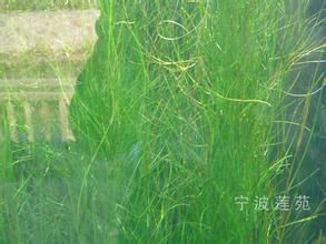 擬篦齒系 擬篦齒系