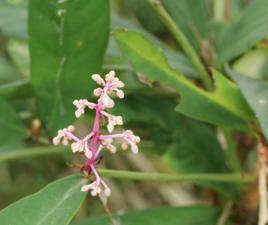 矮紫金牛 矮紫金牛