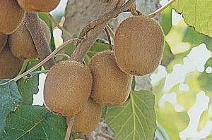 金香獼猴桃 金香獼猴桃