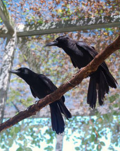 關島烏鴉 關島烏鴉