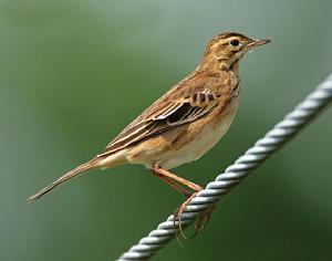 田鷚東北亞種 田鷚東北亞種