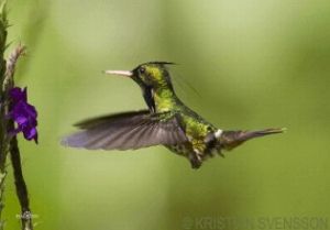短冠蜂鳥 短冠蜂鳥