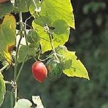 皺波青牛膽 皺波青牛膽