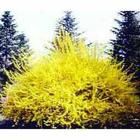 剛毛小果微孔草 剛毛小果微孔草