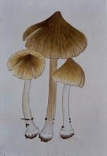 黃褐絲蓋傘 黃褐絲蓋傘