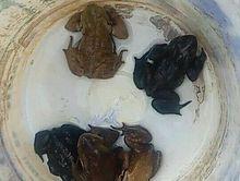 “倖存”下來的癩蛤蟆