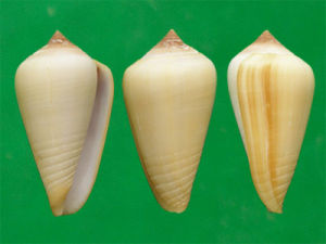 黃石芋螺 黃石芋螺