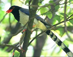 紅嘴藍鵲