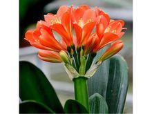 君子蘭花[花卉品種]