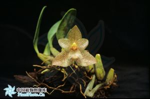 長足蘭屬 長足蘭屬