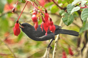 白肋刺花鳥 白肋刺花鳥
