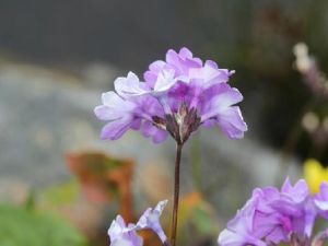 糙毛報春 糙毛報春