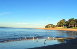 菲利普島[澳大利亞維多利亞州南部西港海灣口的島嶼]
