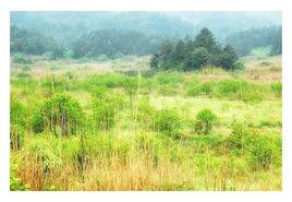 景寧望東垟高山濕地 景寧望東垟高山濕地