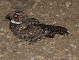 小燕尾夜鷹 小燕尾夜鷹