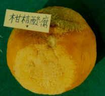 柑橘酸腐病症狀
