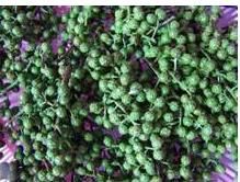 峨嵋山胡椒 峨嵋山胡椒