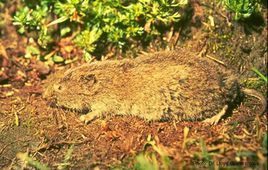 北美水田鼠 北美水田鼠