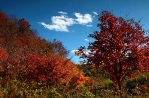 地黃葉報春 地黃葉報春