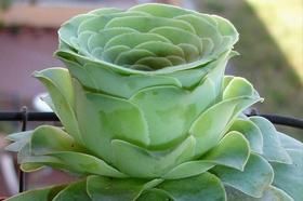 肉質黃蓮瓣 肉質黃蓮瓣