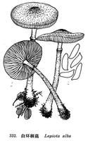 白環柄菇 白環柄菇