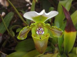 白旗兜蘭 白旗兜蘭