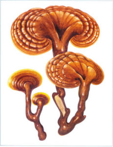 多分枝靈芝 多分枝靈芝