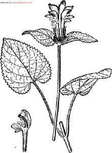 大花糙蘇 大花糙蘇