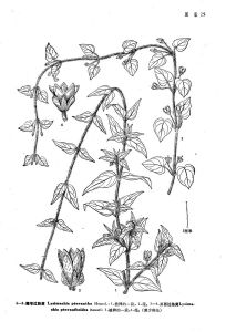 川西過路黃 川西過路黃