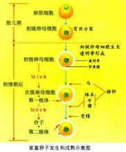 次級卵母細胞 次級卵母細胞