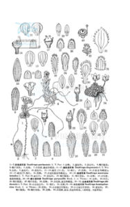 巴格虎耳草 巴格虎耳草